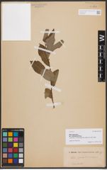 Foto von Salix depressa var. cinerascens Regel